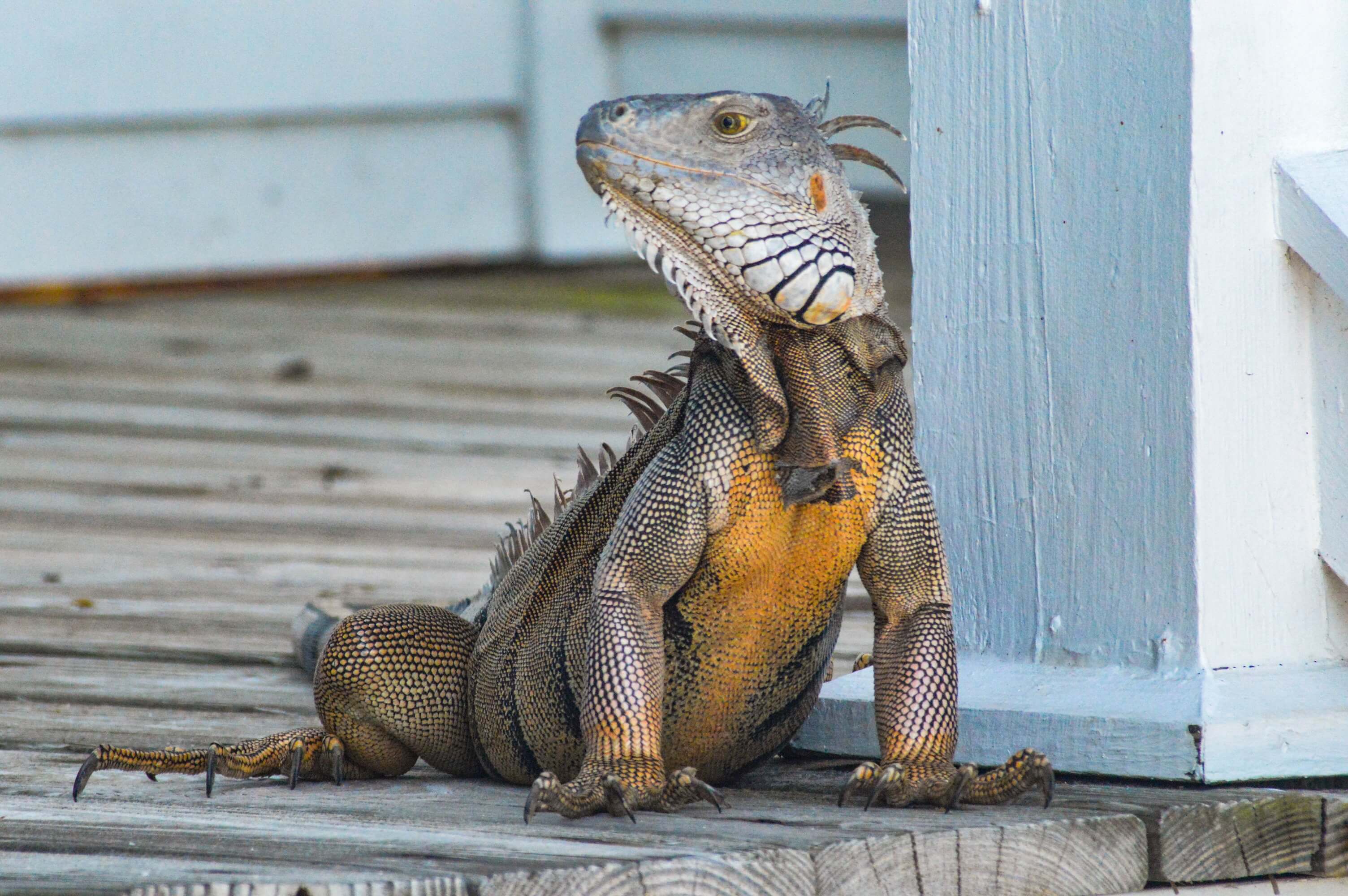 ¿Cómo cuidar de tu iguana?